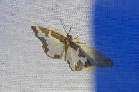 Lomaspilis marginata