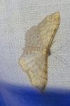 Idaea fuscovenosa