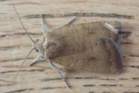 Noctua interjecta