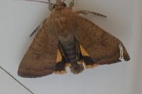 Noctua interjecta