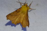 Ennomos alniaria