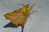 Ennomos alniaria