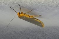 Manulea complana/pseudocomplana