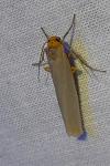Eilema caniola