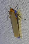 Eilema caniola