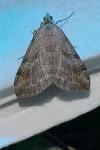 Aplocera
