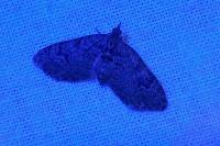 Chloroclystis v-ata