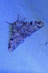 Biston betularia