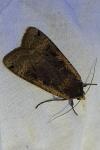 Noctua pronuba