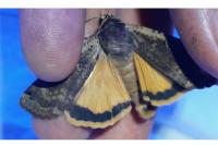 Noctua pronuba