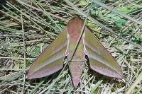 Deilephila elpenor