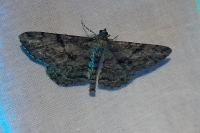 Peribatodes rhomboidaria rhomboidaria