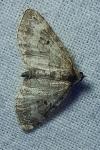 Pterapherapteryx sexalata