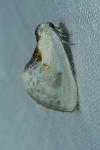 Cilix glaucata