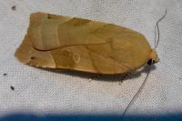 Noctua fimbriata