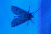Agrotis exclamationis exclamationis