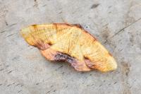 Plagodis dolabraria