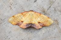 Plagodis dolabraria
