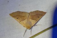 Crocallis elinguaria