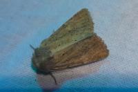 Photedes fluxa