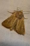 Photedes fluxa