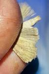 Photedes fluxa