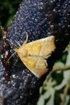 Scoliopteryx libatrix