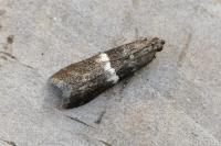 Elegia similella