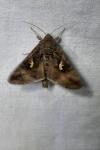 Autographa gamma