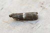 Elegia similella
