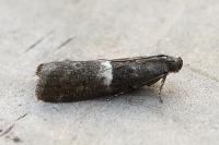 Elegia similella