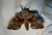 Laothoe populi