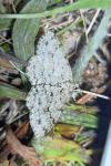 Ectropis crepuscularia