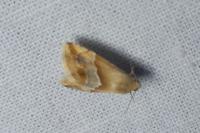 Eublemma parva
