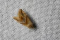 Eublemma parva