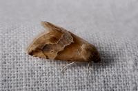 Eublemma parva