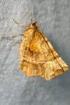 Selenia dentaria