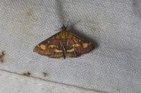 Pyrausta purpuralis