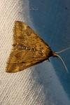 Pyrausta despicata