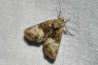 Mesoligia furuncula