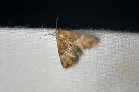 Mesoligia furuncula