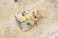 Atypha pulmonaris