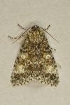 Acronicta megacephala