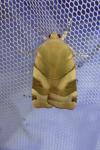 Noctua fimbriata