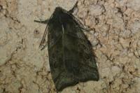 Ipimorpha retusa