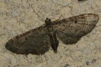 Eupithecia