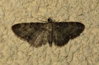 Eupithecia