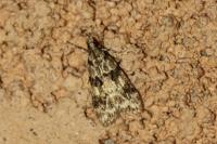 Eudonia delunella