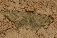 Idaea aversata