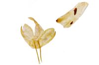 Manulea complana